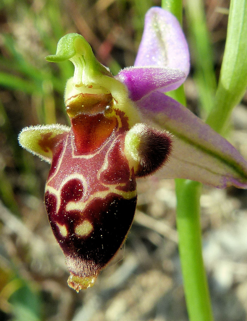 Ophrys mattinatae